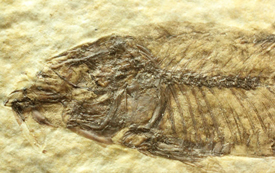 泳いでいるかのような約5000万年前の魚化石ナイティア(Knightia)（その2）