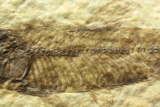 泳いでいるかのような約5000万年前の魚化石ナイティア(Knightia)（その3）