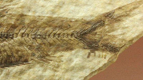 泳いでいるかのような約5000万年前の魚化石ナイティア(Knightia)（その4）