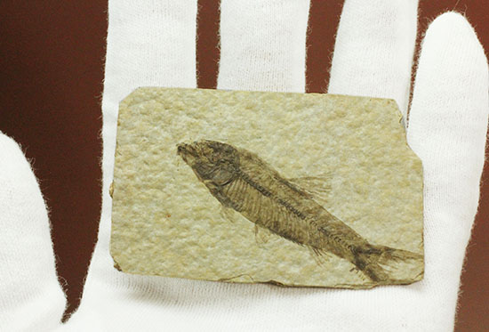 泳いでいるかのような約5000万年前の魚化石ナイティア(Knightia)（その7）