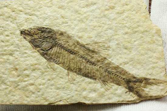 泳いでいるかのような約5000万年前の魚化石ナイティア(Knightia)（その8）