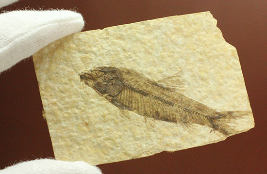泳いでいるかのような約5000万年前の魚化石ナイティア(Knightia)（その9）