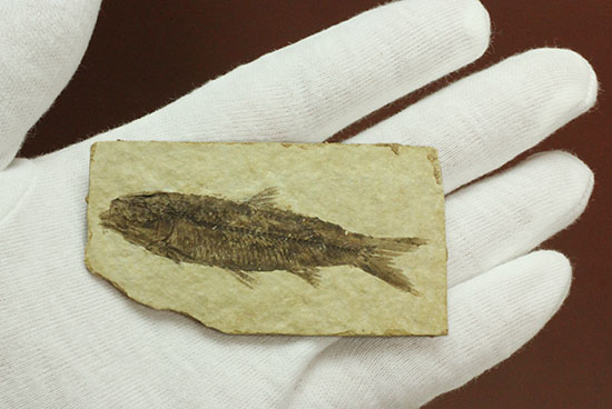 絵画のような味わい！約5000万年前の魚化石ナイティア(Knightia) 化石 販売