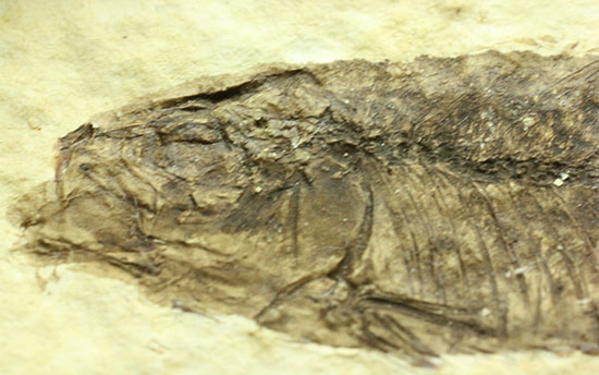 絵画のような味わい！約5000万年前の魚化石ナイティア(Knightia)（その9）