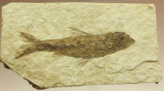 保存状態S級！約5000万年前の魚化石ナイティア(Knightia)（その3）