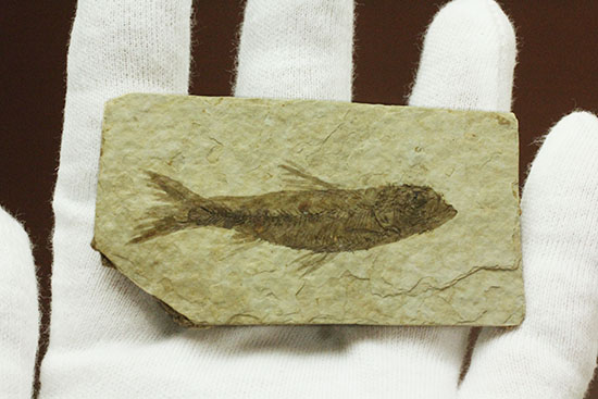 保存状態S級！約5000万年前の魚化石ナイティア(Knightia) 化石 販売