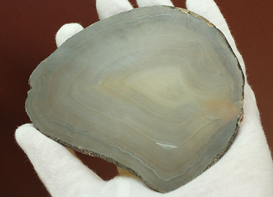 地球が生み出した縞模様です。メノウのスライス標本(Agate)（その10）