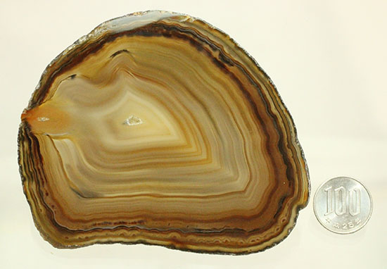 地球が生み出した縞模様です。メノウのスライス標本(Agate)（その13）