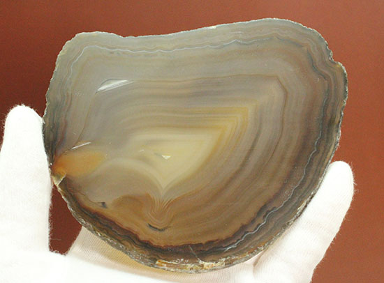 地球が生み出した縞模様です。メノウのスライス標本(Agate)（その9）