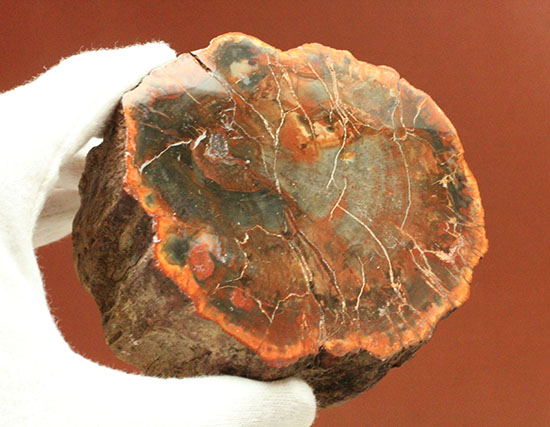 オレンジ、朱色が鮮やか!三畳紀のカラフルな木化石、珪化木(けいかぼく)(その10)