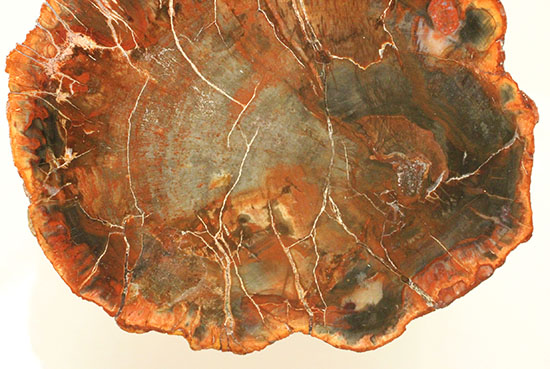 オレンジ、朱色が鮮やか！三畳紀のカラフルな木化石、珪化木（けいかぼく）（その12）