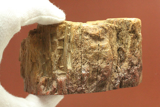 オレンジ、朱色が鮮やか!三畳紀のカラフルな木化石、珪化木(けいかぼく)(その5)