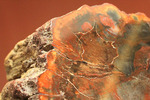 オレンジ、朱色が鮮やか！三畳紀のカラフルな木化石、珪化木（けいかぼく）