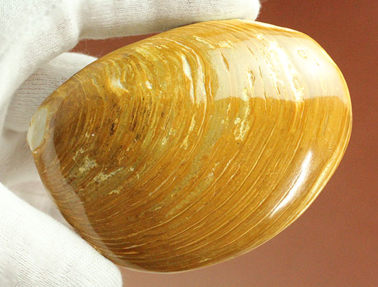 1億6300万年前のジュラ紀二枚貝（その10）