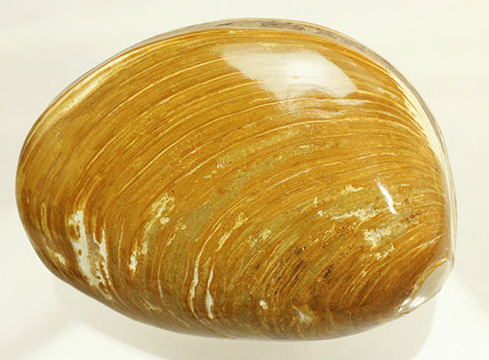1億6300万年前のジュラ紀二枚貝（その2）
