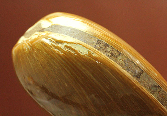 1億6300万年前のジュラ紀二枚貝（その5）