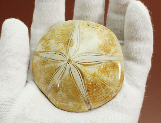 海の化石コレクションをされている方に！4000万年前の棘皮（きょくひ）動物、ウニ化石(Echinoid)（その8）