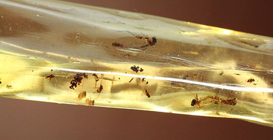 大きな虫も小さな虫も多数!古代の虫をじっくり鑑賞したい方におすすめの、マダガスカル産の虫入りコーパル(その10)