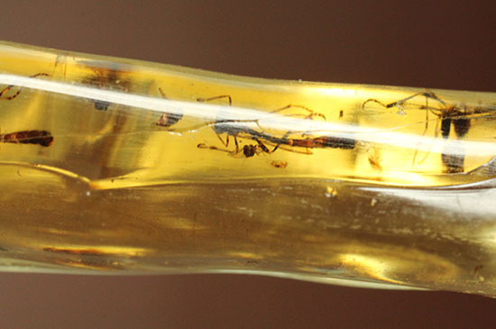 大きな虫も小さな虫も多数!古代の虫をじっくり鑑賞したい方におすすめの、マダガスカル産の虫入りコーパル(その11)