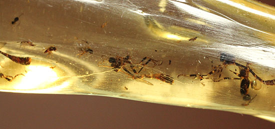 大きな虫も小さな虫も多数!古代の虫をじっくり鑑賞したい方におすすめの、マダガスカル産の虫入りコーパル(その12)