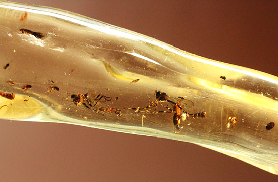 大きな虫も小さな虫も多数!古代の虫をじっくり鑑賞したい方におすすめの、マダガスカル産の虫入りコーパル(その14)