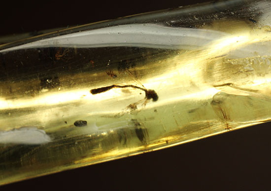 大きな虫も小さな虫も多数!古代の虫をじっくり鑑賞したい方におすすめの、マダガスカル産の虫入りコーパル(その15)