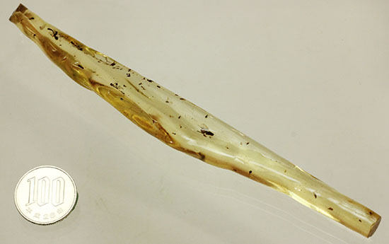 大きな虫も小さな虫も多数!古代の虫をじっくり鑑賞したい方におすすめの、マダガスカル産の虫入りコーパル(その18)
