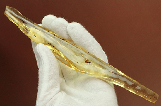 大きな虫も小さな虫も多数!古代の虫をじっくり鑑賞したい方におすすめの、マダガスカル産の虫入りコーパル(その2)