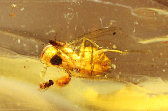 大きな虫も小さな虫も多数!古代の虫をじっくり鑑賞したい方におすすめの、マダガスカル産の虫入りコーパル(その3)