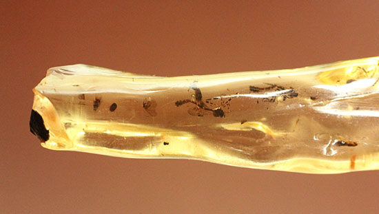 大きな虫も小さな虫も多数!古代の虫をじっくり鑑賞したい方におすすめの、マダガスカル産の虫入りコーパル(その4)