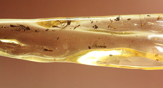 大きな虫も小さな虫も多数!古代の虫をじっくり鑑賞したい方におすすめの、マダガスカル産の虫入りコーパル(その5)
