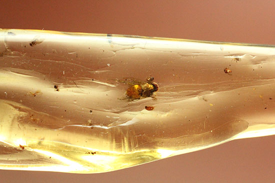 大きな虫も小さな虫も多数!古代の虫をじっくり鑑賞したい方におすすめの、マダガスカル産の虫入りコーパル(その7)