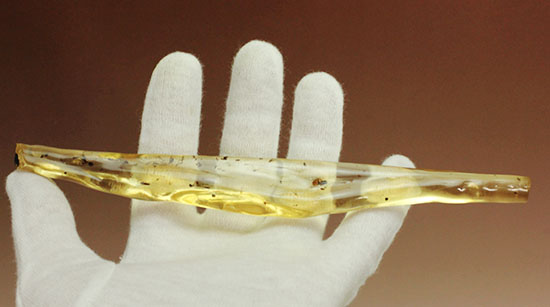 大きな虫も小さな虫も多数!古代の虫をじっくり鑑賞したい方におすすめの、マダガスカル産の虫入りコーパル(その8)