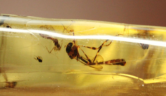 大きな虫も小さな虫も多数!古代の虫をじっくり鑑賞したい方におすすめの、マダガスカル産の虫入りコーパル(その9)