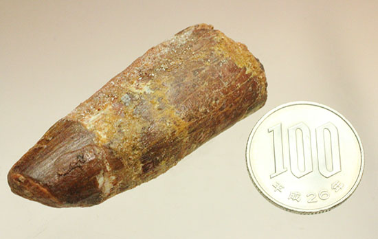 モロッコの肉食恐竜、スピノサウルス歯化石(Spinosaurus)(その10)