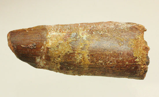 モロッコの肉食恐竜、スピノサウルス歯化石(Spinosaurus)(その2)