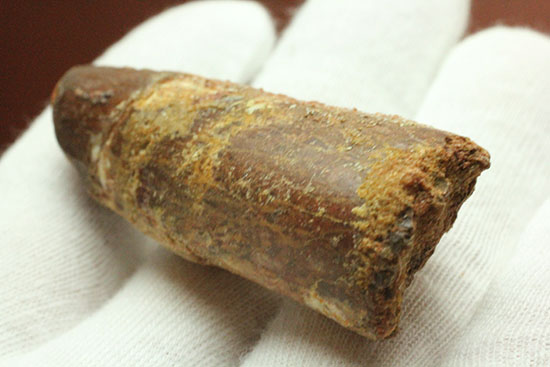 モロッコの肉食恐竜、スピノサウルス歯化石(Spinosaurus)(その4)