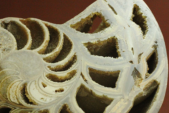 連結細管保存！デザイン性に富んだ中の構造は必見です。オウムガイのスライスペア化石（その11）