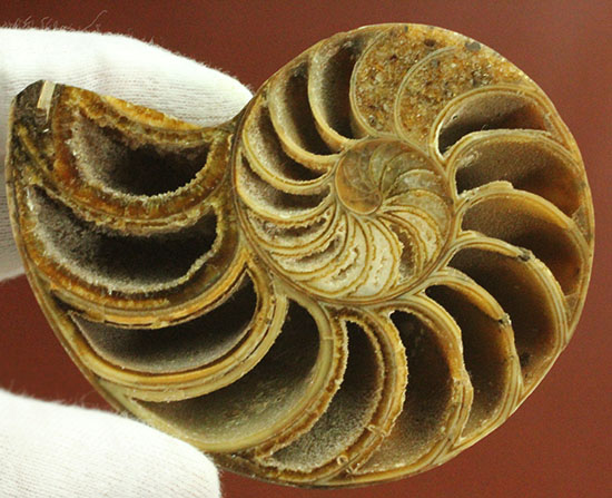 連結細管保存！デザイン性に富んだ中の構造は必見です。オウムガイの