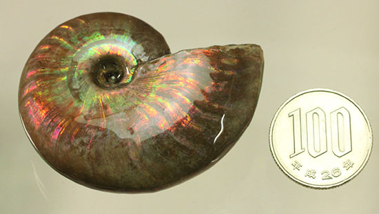 フルスペクトル（青、緑、黄、橙、赤）の両面光りが味わえる​マダガスカル産アンモナイト、クレオニセラス(Cleoniceras sp.)（その19）
