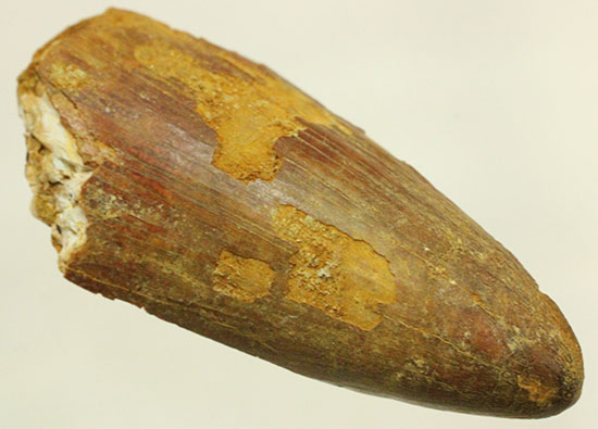 幅広、大型肉食恐竜の歯に触れるチャンスです。スピノサウルス(Spinosaurus)歯化石(その1)