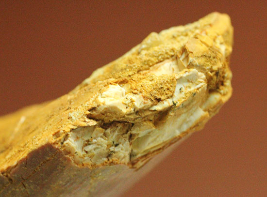 幅広、大型肉食恐竜の歯に触れるチャンスです。スピノサウルス(Spinosaurus)歯化石(その10)