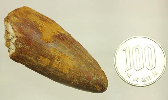 幅広、大型肉食恐竜の歯に触れるチャンスです。スピノサウルス(Spinosaurus)歯化石(その11)