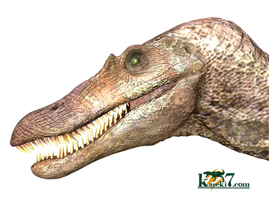 幅広、大型肉食恐竜の歯に触れるチャンスです。スピノサウルス(Spinosaurus)歯化石（その3）
