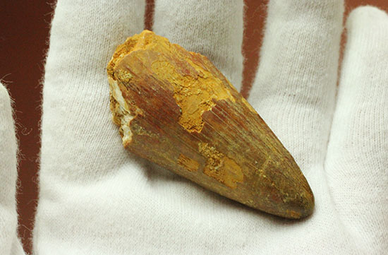 幅広、大型肉食恐竜の歯に触れるチャンスです。スピノサウルス(Spinosaurus)歯化石(その4)