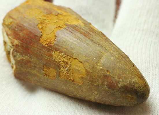 幅広、大型肉食恐竜の歯に触れるチャンスです。スピノサウルス(Spinosaurus)歯化石(その5)