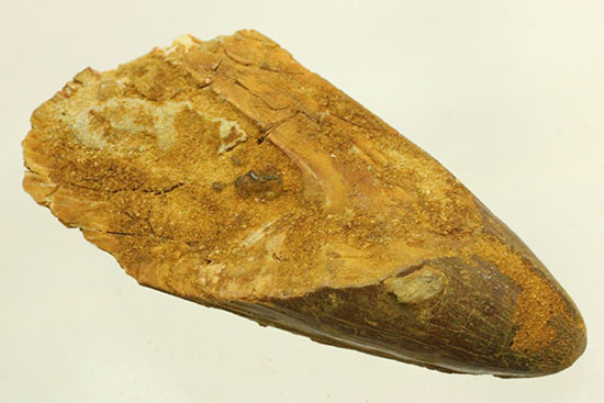 幅広、大型肉食恐竜の歯に触れるチャンスです。スピノサウルス(Spinosaurus)歯化石(その9)