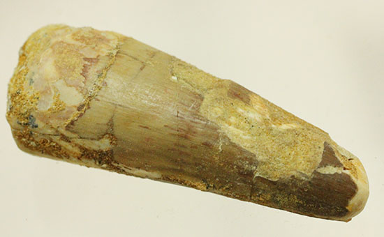 クリスマスプレゼントにいかが?恐竜スピノサウルス(Spinosaurus)歯化石(その3)