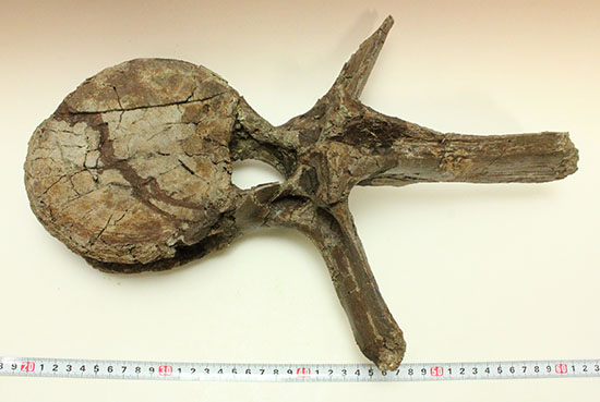 恐竜コレクターなら必ず抑えたい逸品！エドモントサウルス(Edmontosaurus)の巨大脊椎骨。（その14）