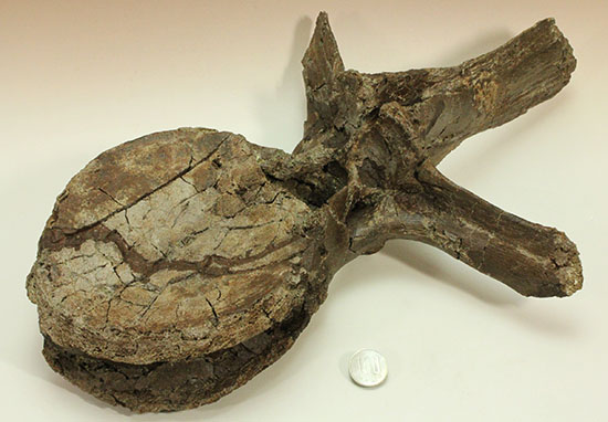 恐竜コレクターなら必ず抑えたい逸品！エドモントサウルス(Edmontosaurus)の巨大脊椎骨。（その17）